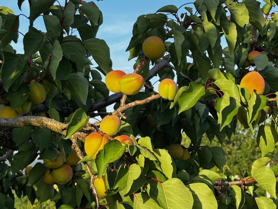Abricots mûrs sur la branche dans la lumière du soir