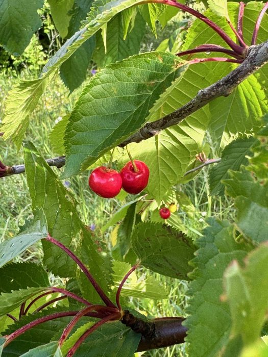 Deux cerises rouges sur une branche de cerisier