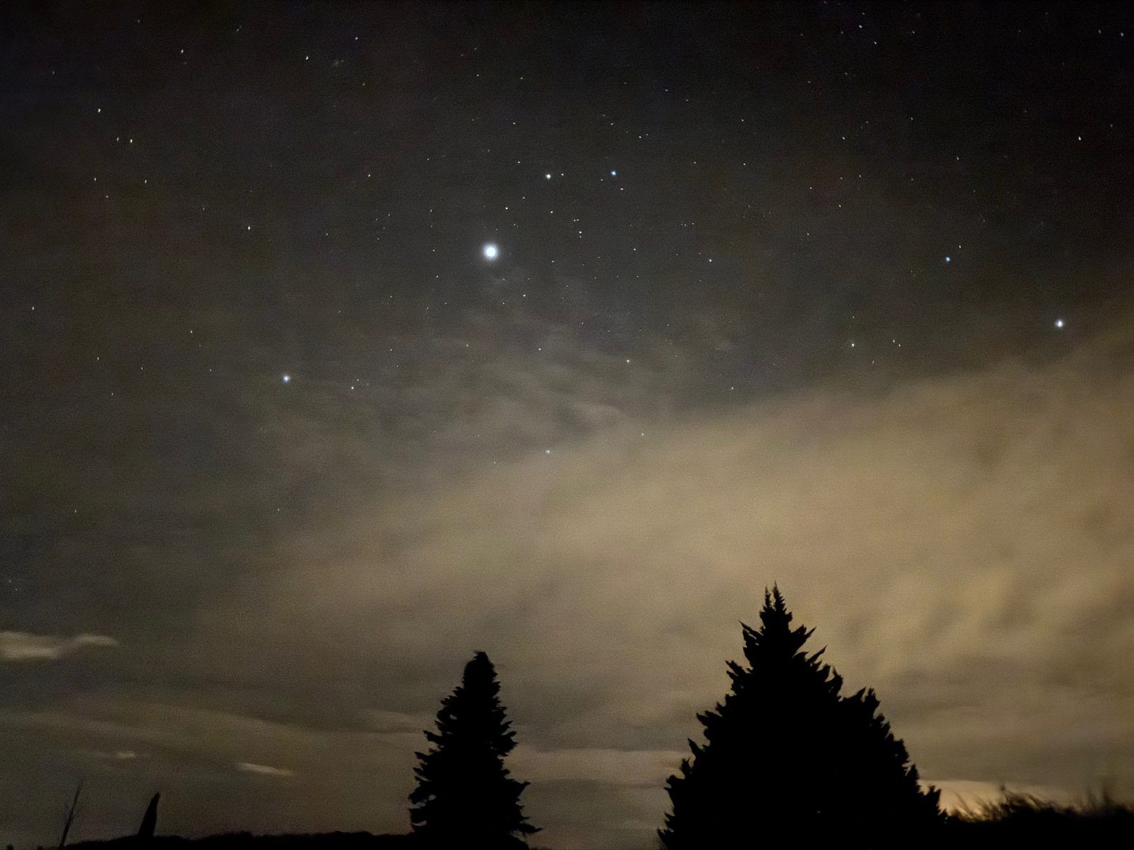 Ciel étoilé au-dessus des sapins du domaine