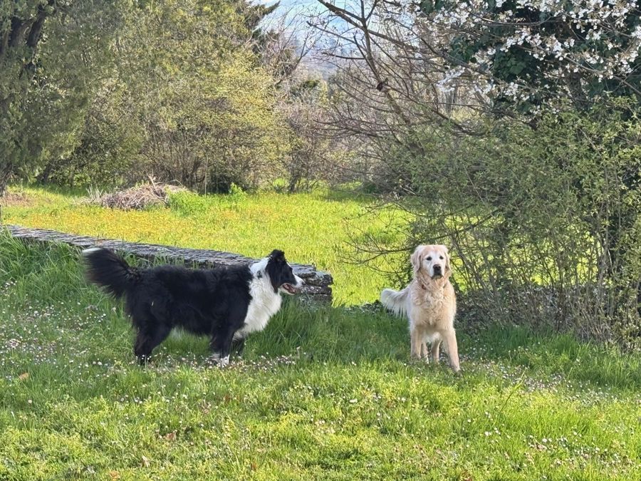 Le border collie et un golden retriever dans l'herbe haute, près d'un muret de pierre