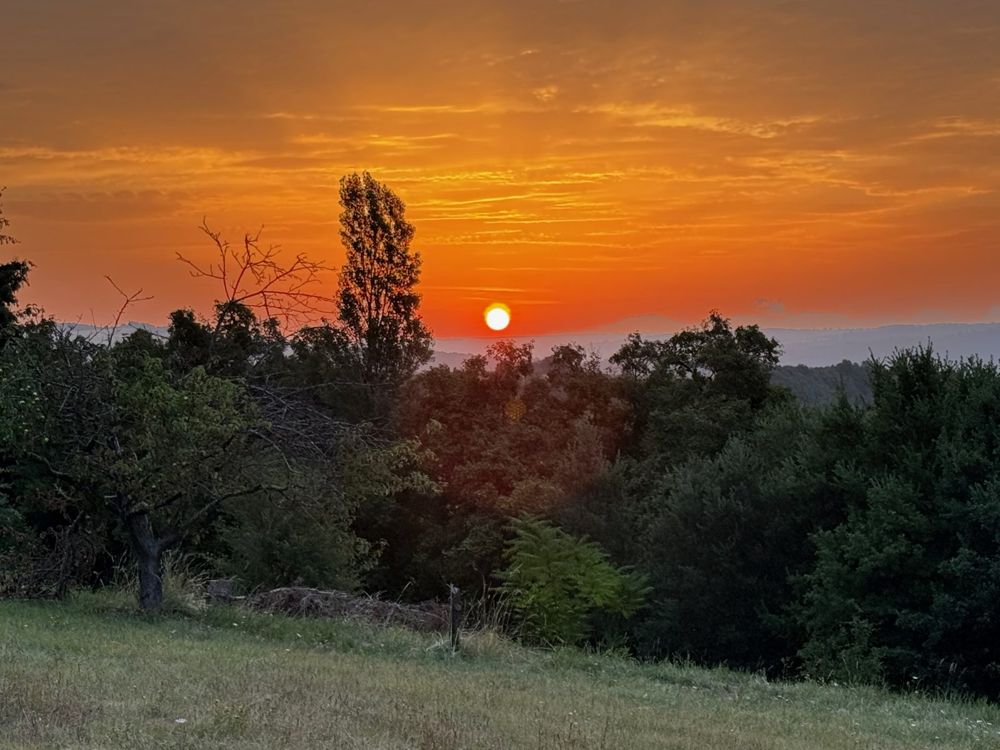 Soleil levant rond dans un ciel orange au-dessus des arbres fruitiers et de la prairie