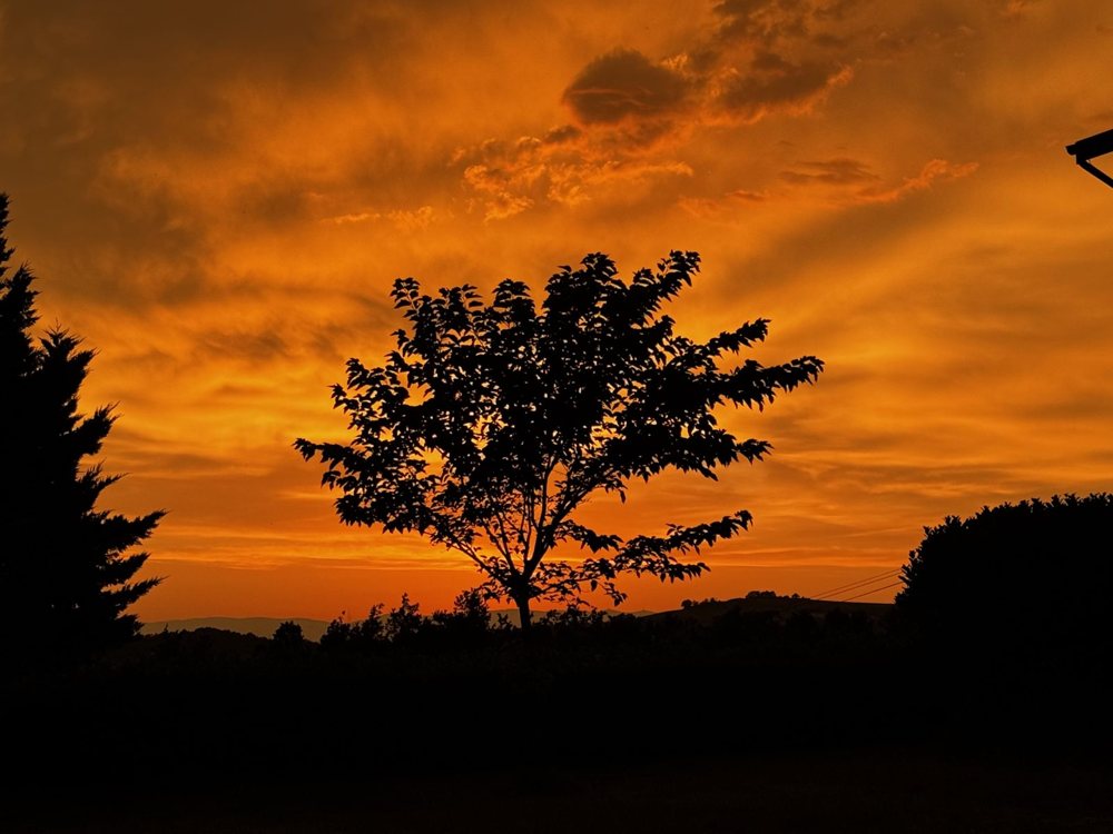 Ciel embrasé et silhouette d'un arbre isolé au coucher du soleil